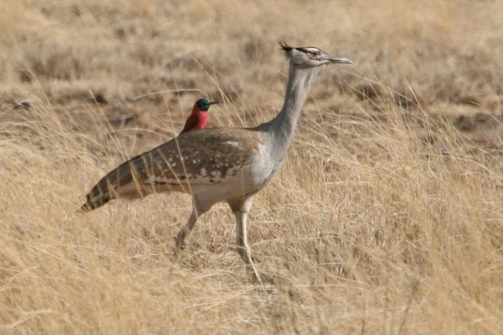 Birding ethiopia