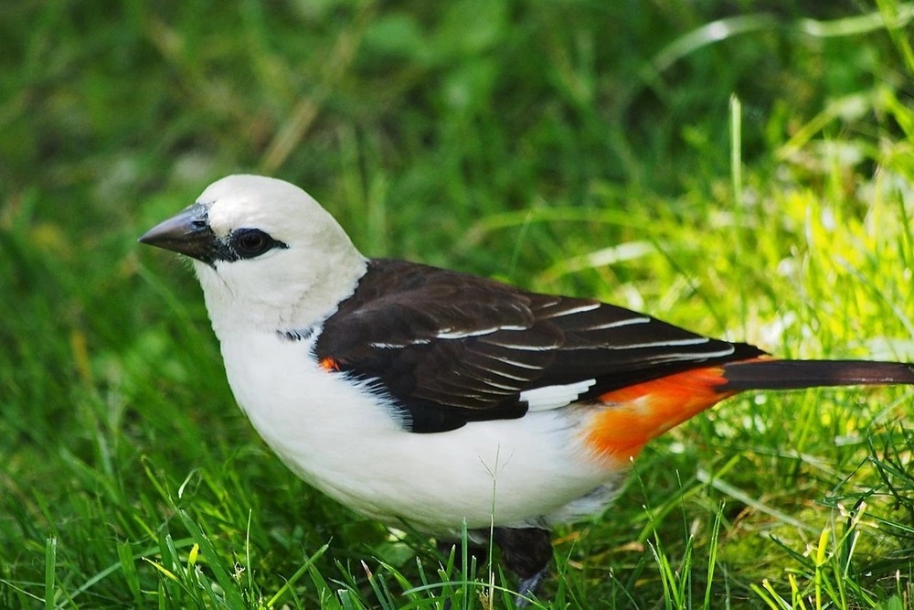 Birding in ethiopia guide