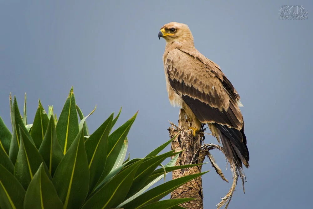 Birdwatching bale mountains