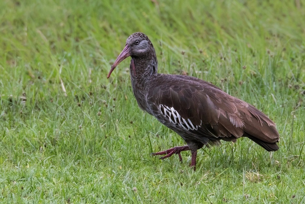 Birding ethiopia tours